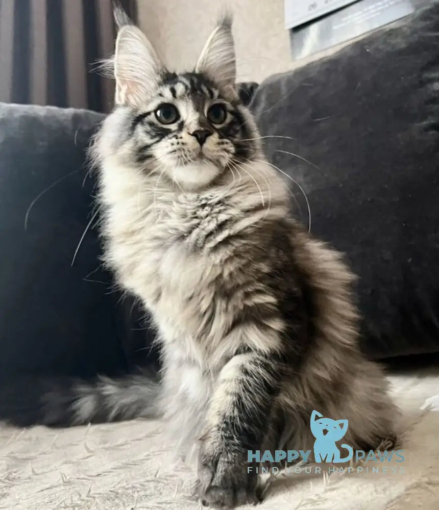 Lizzy Maine Coon female black tabby live animals