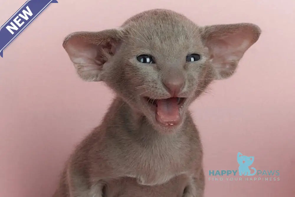 Logan Oriental Shorthair male lilac live animals