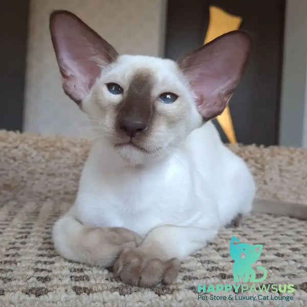 Logan Siamese male chocolate - live animals