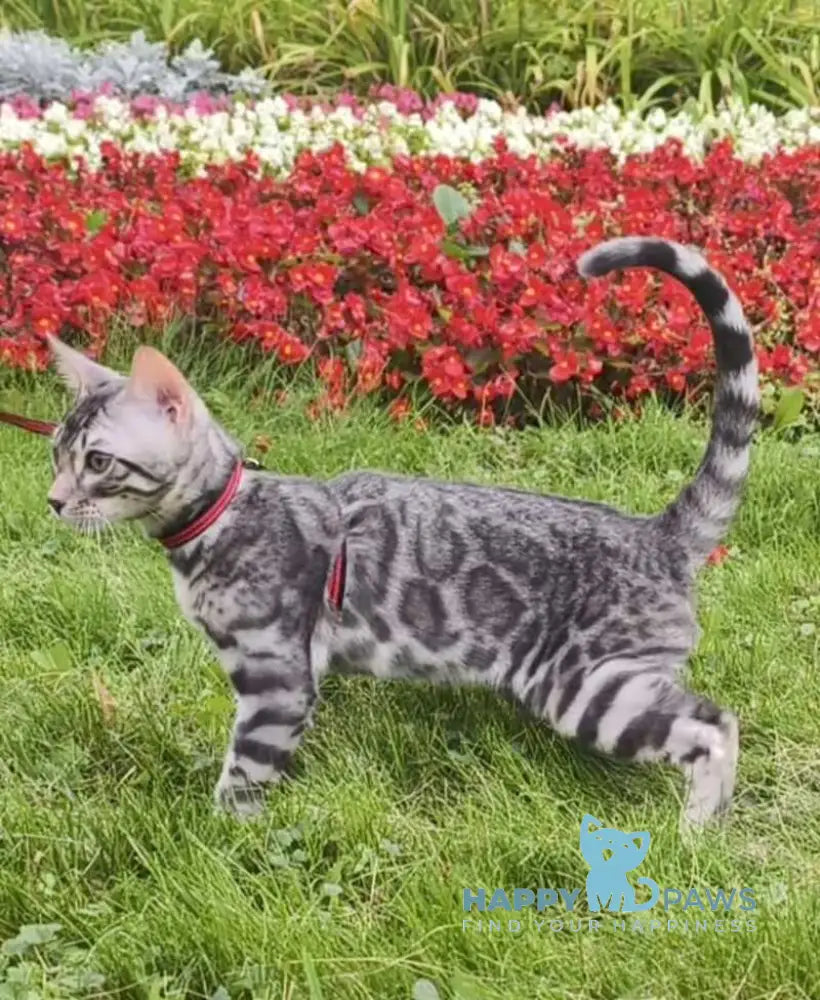 Loki Bengal male blue silver spotted tabby live animals
