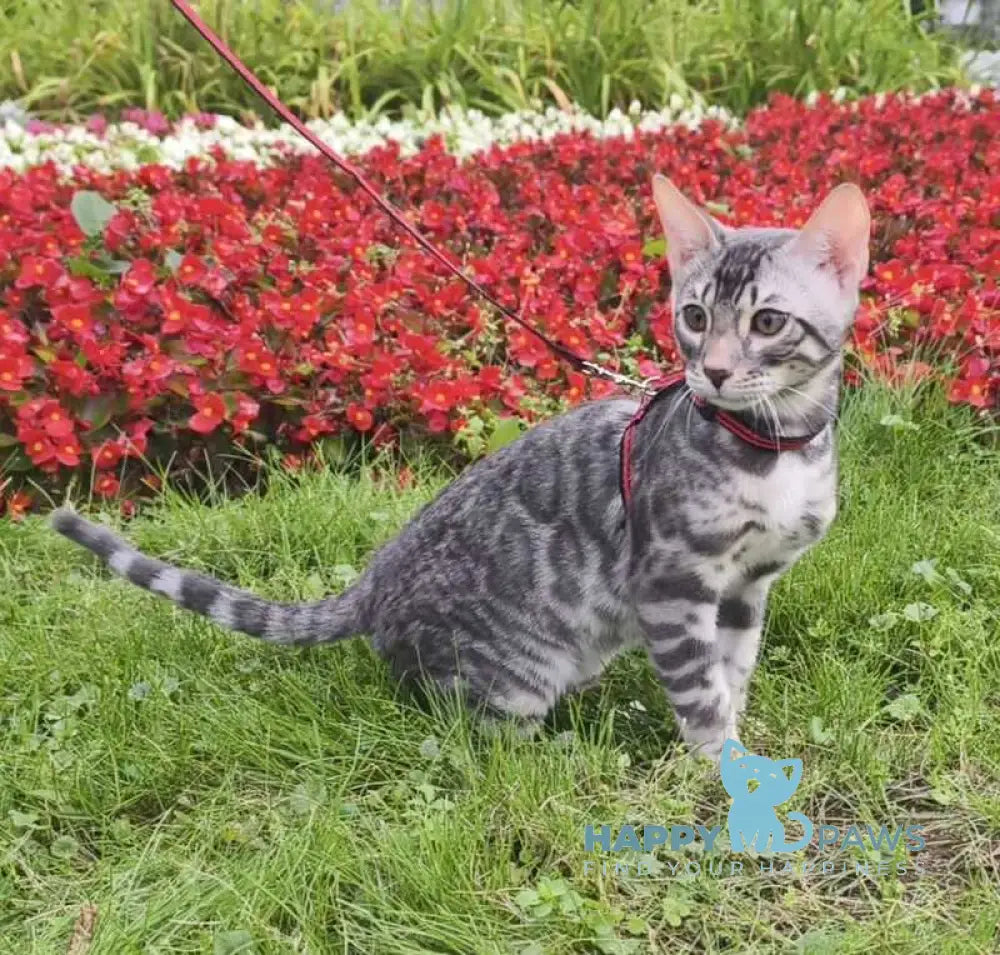 Loki Bengal male blue silver spotted tabby live animals