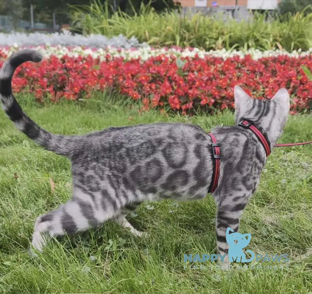 Loki Bengal male blue silver spotted tabby live animals