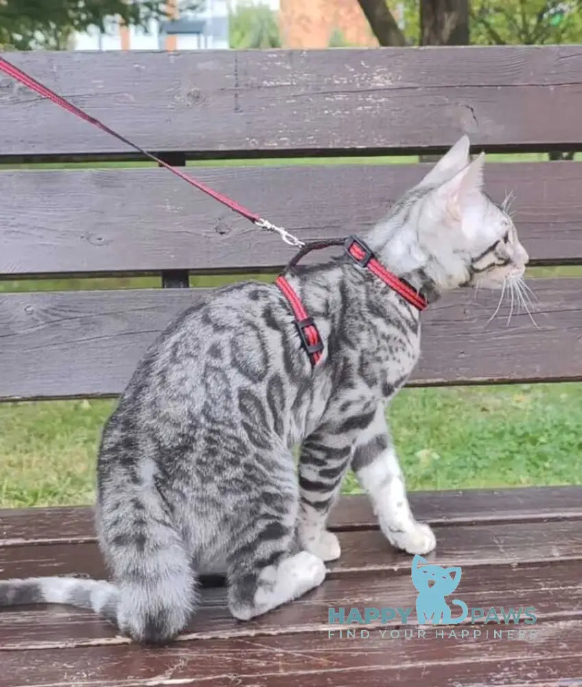 Loki Bengal male blue silver spotted tabby live animals