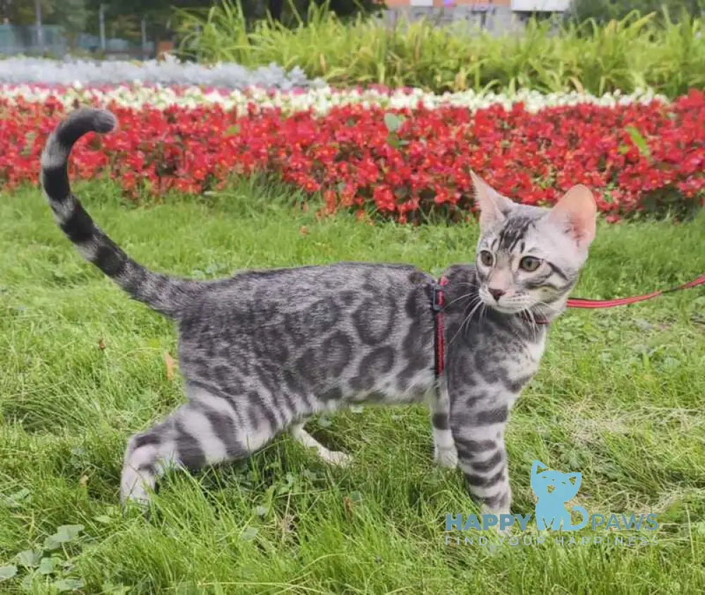 Loki Bengal male blue silver spotted tabby live animals