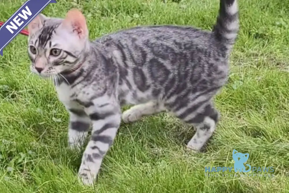 Loki Bengal male blue silver spotted tabby live animals