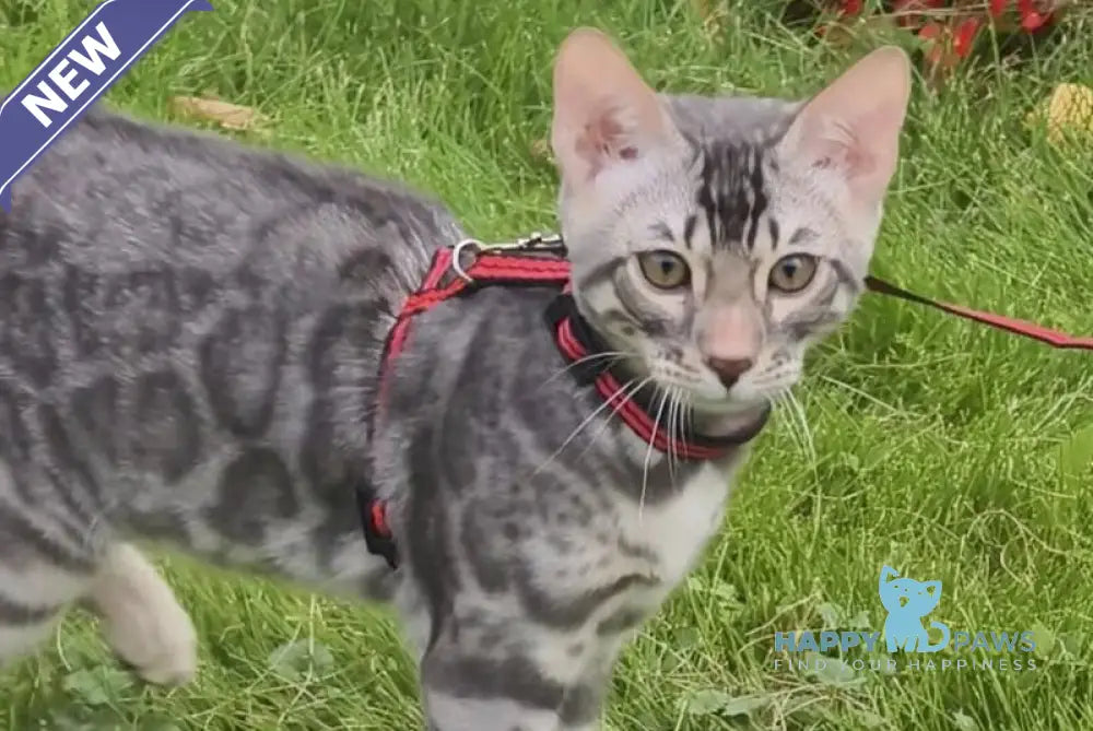 Loki Bengal male blue silver spotted tabby live animals