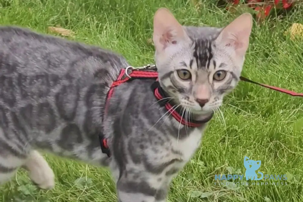 Loki Bengal male blue silver spotted tabby live animals