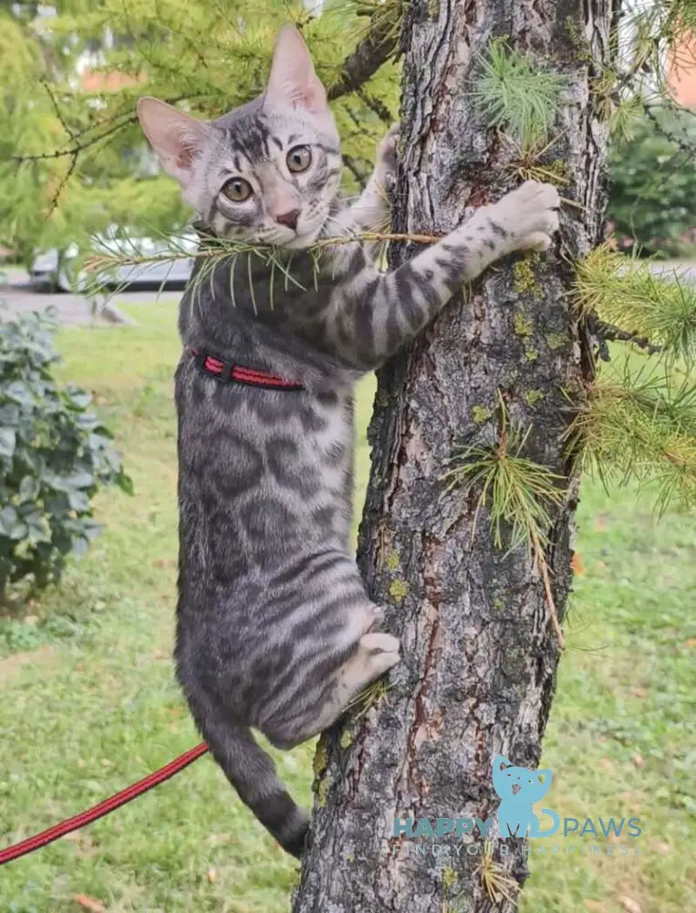 Loki Bengal male blue silver spotted tabby live animals
