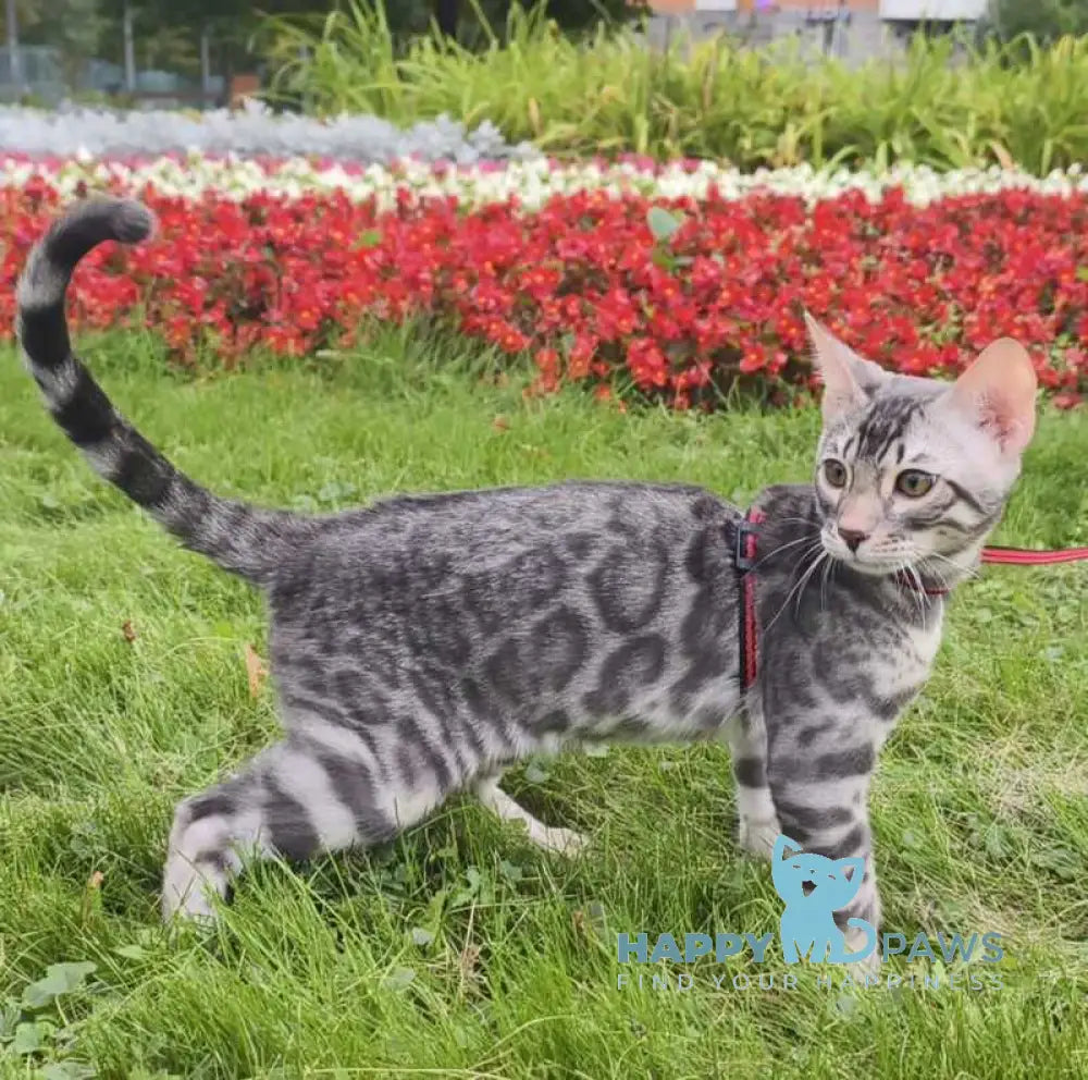 Loki Bengal male blue silver spotted tabby live animals