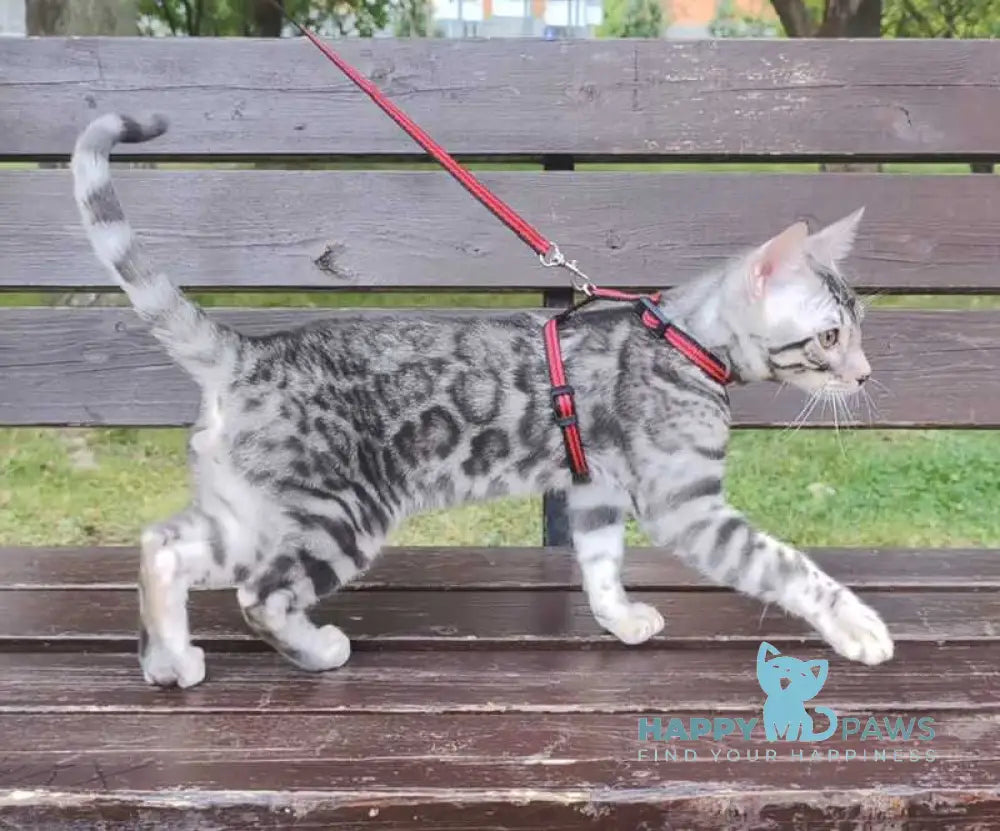 Loki Bengal male blue silver spotted tabby live animals