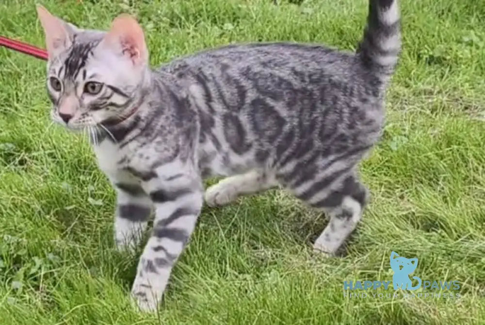 Loki Bengal male blue silver spotted tabby live animals