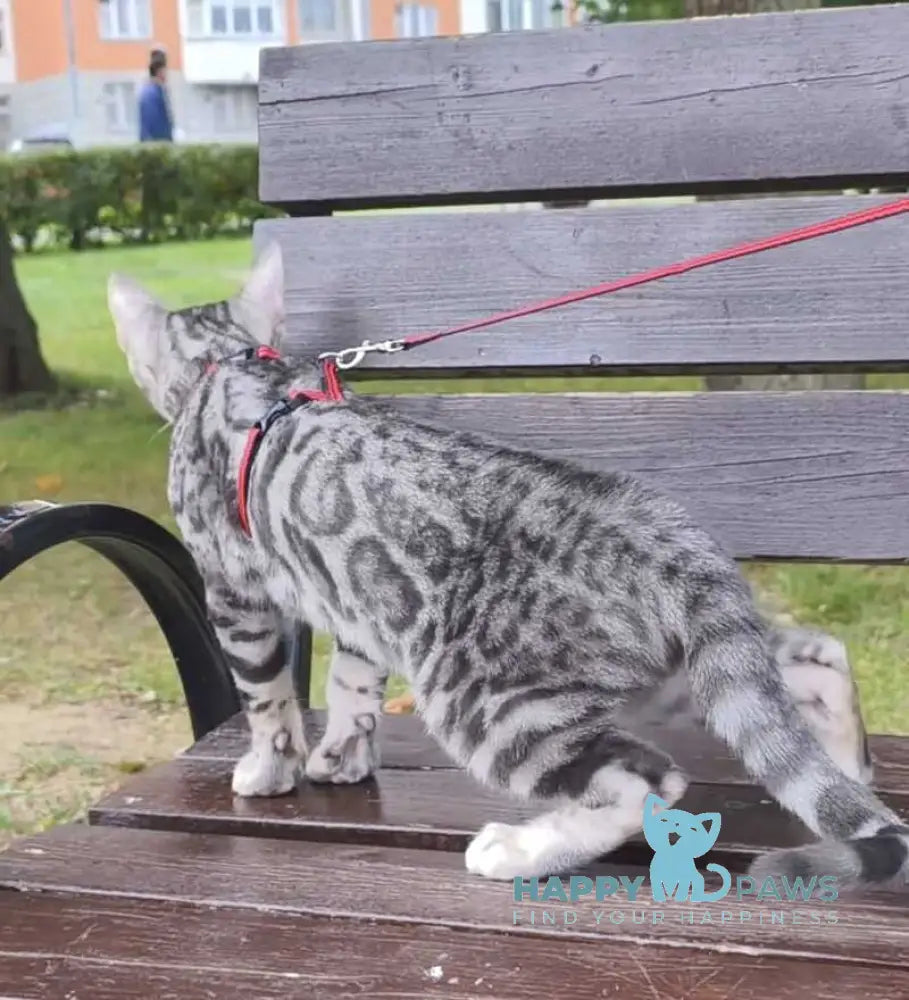 Loki Bengal male blue silver spotted tabby live animals