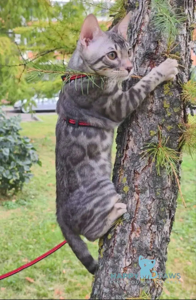 Loki Bengal male blue silver spotted tabby live animals