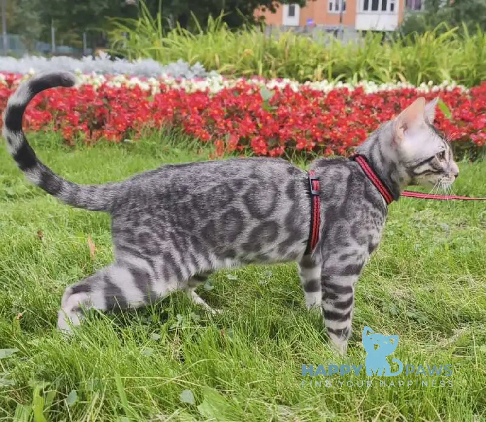 Loki Bengal male blue silver spotted tabby live animals
