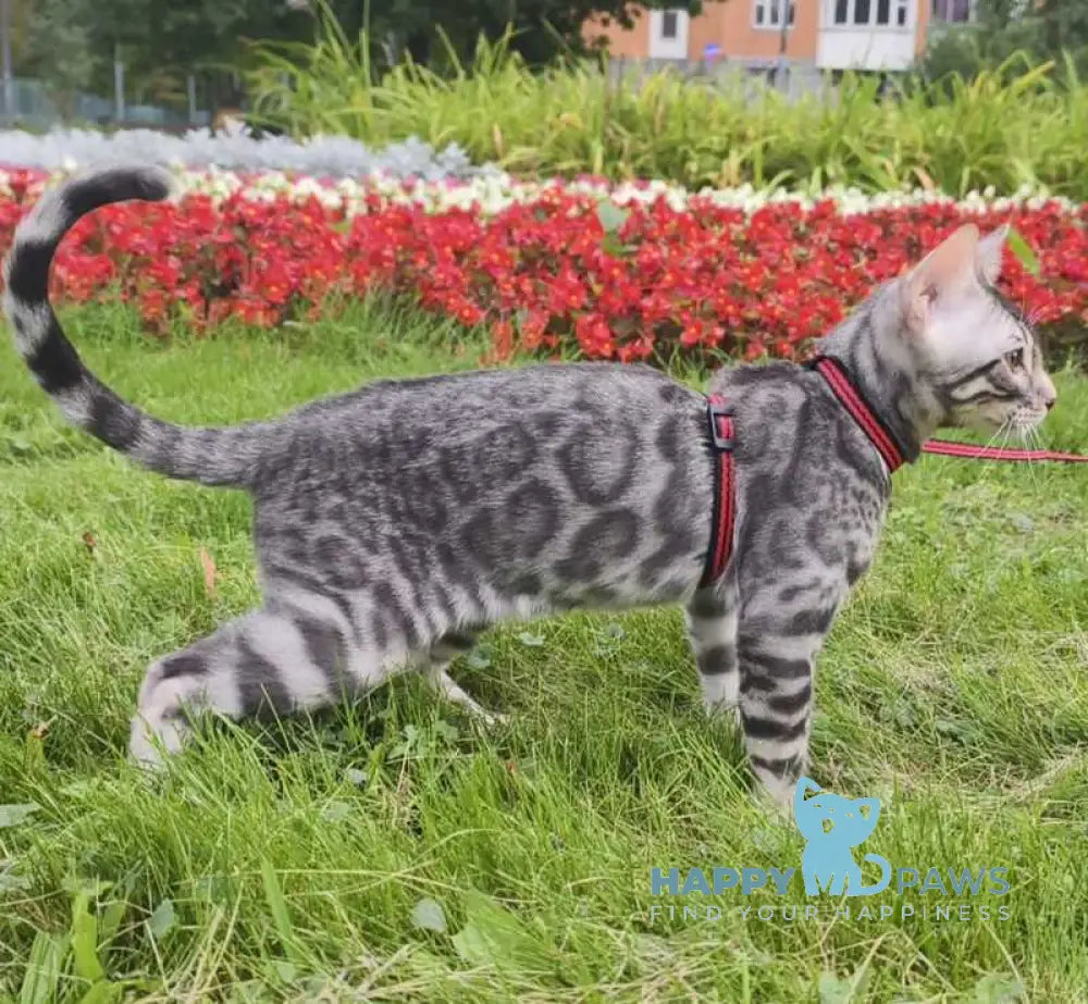 Loki Bengal male blue silver spotted tabby live animals