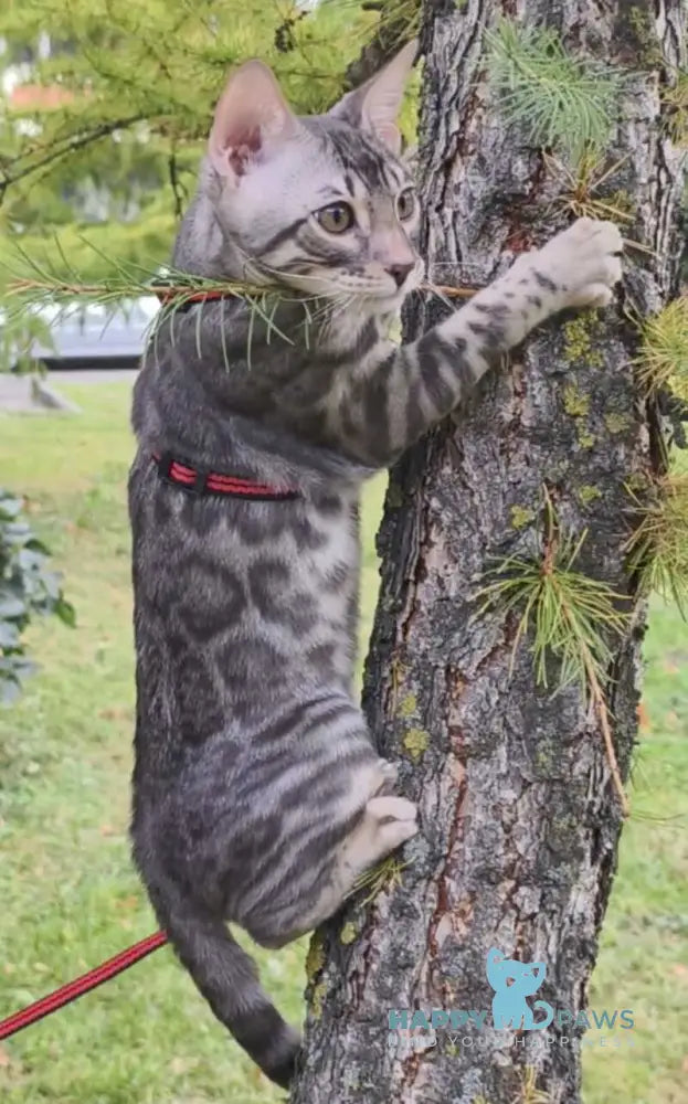 Loki Bengal male blue silver spotted tabby live animals