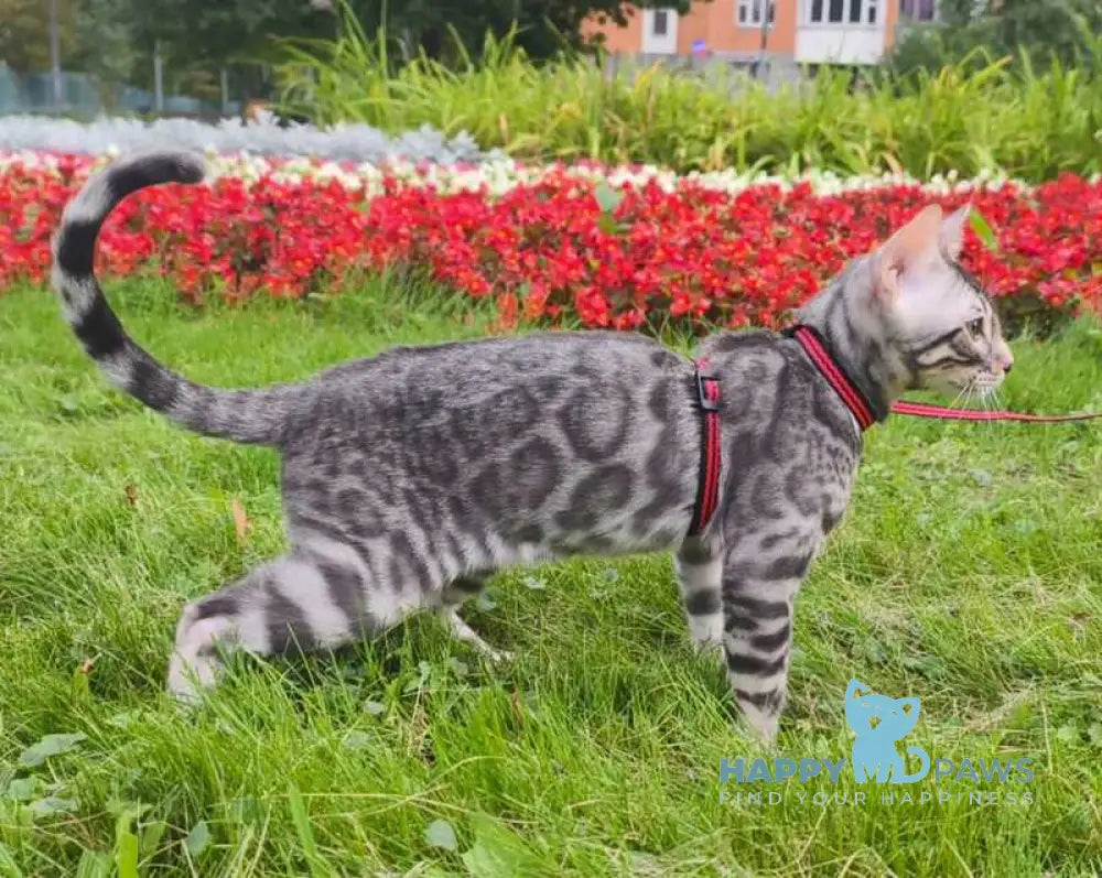 Loki Bengal male blue silver spotted tabby live animals
