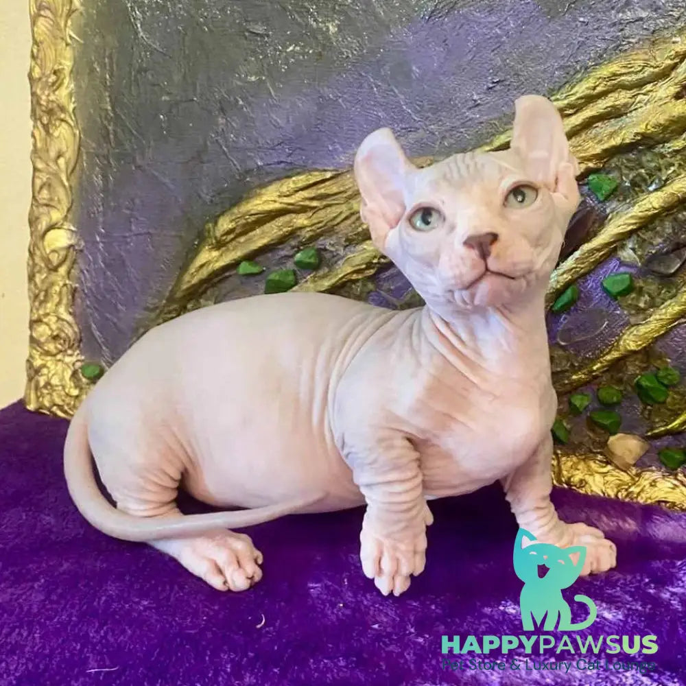 Loki Dwelf male blue tabby - live animals