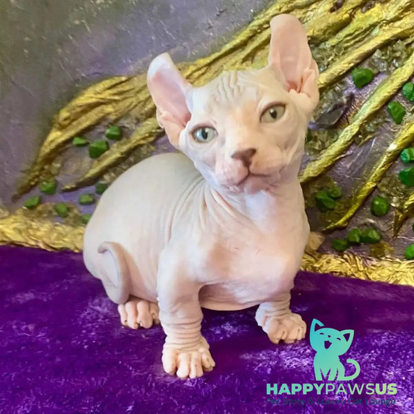 Loki Dwelf male blue tabby - live animals