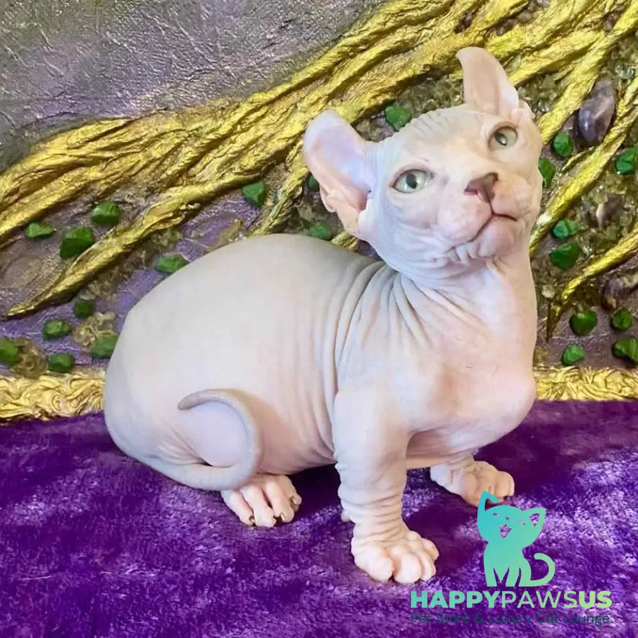 Loki Dwelf male blue tabby - live animals