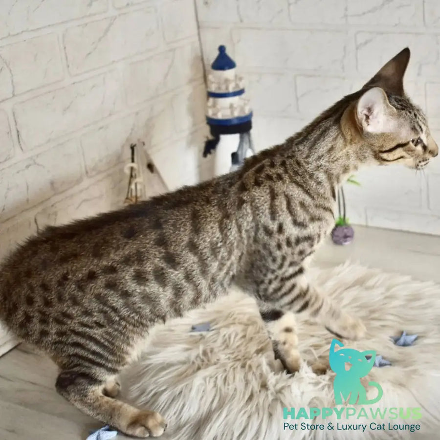 Loki Savannah male brown spotted tabby - live animals