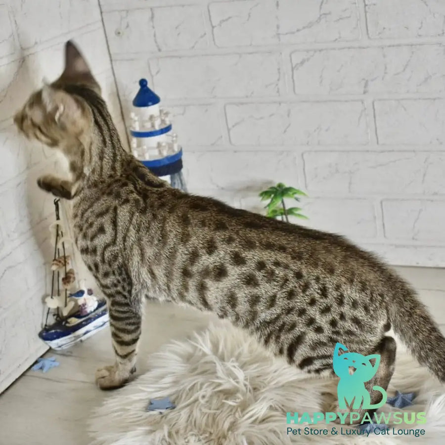 Loki Savannah male brown spotted tabby - live animals