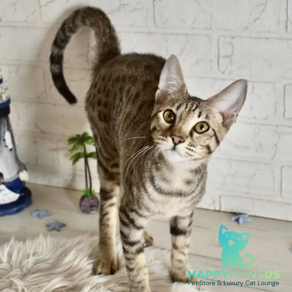 Loki Savannah male brown spotted tabby - live animals