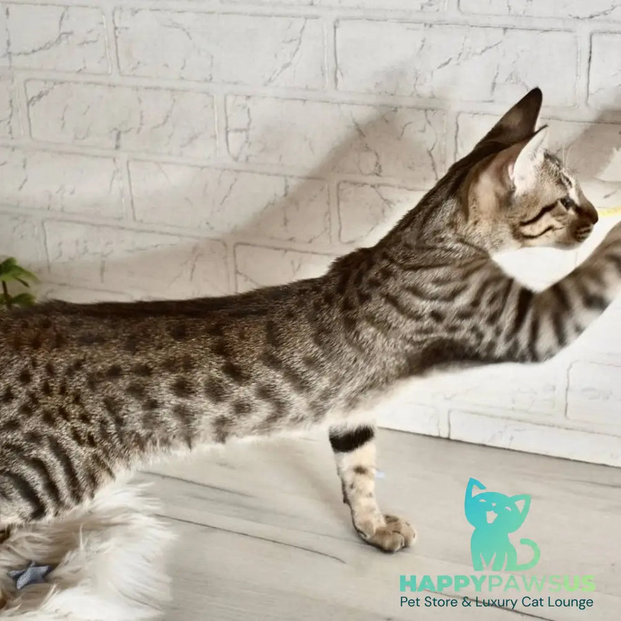 Loki Savannah male brown spotted tabby - live animals