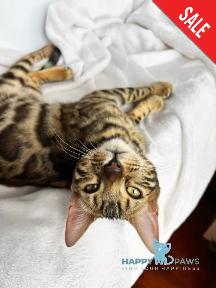 Lola Bengal female black spotted tabby - live animals