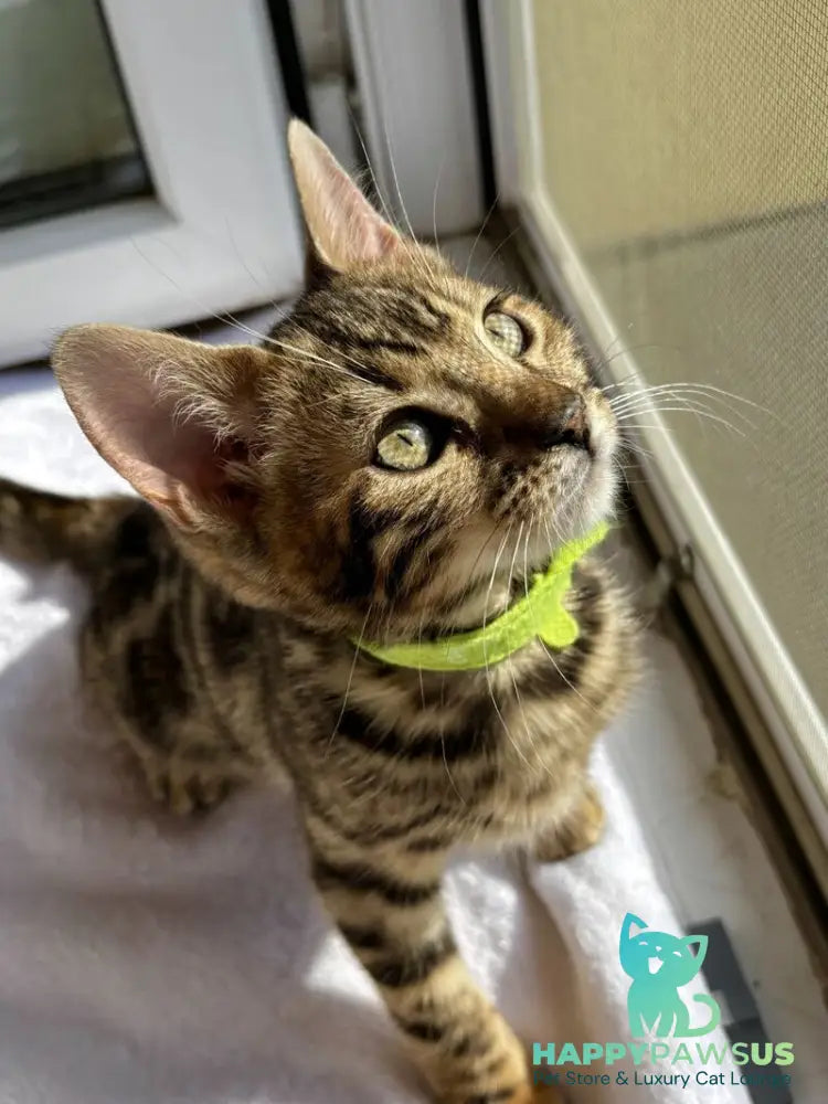 Lola Bengal female black spotted tabby - live animals