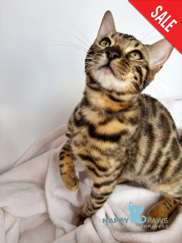 Lola Bengal female black spotted tabby - live animals