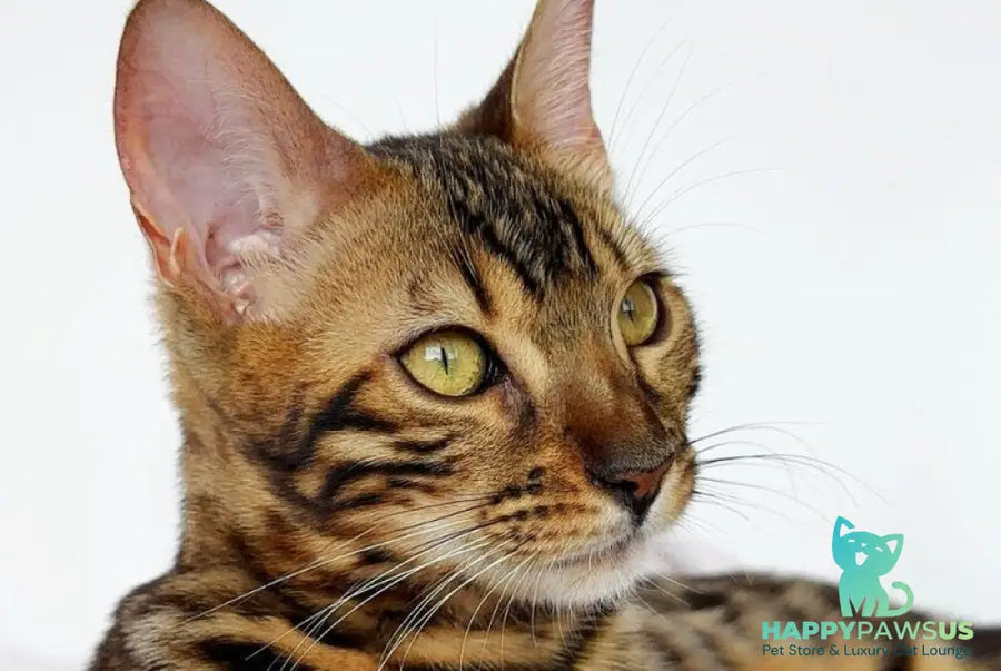 Lola Bengal female black spotted tabby - live animals