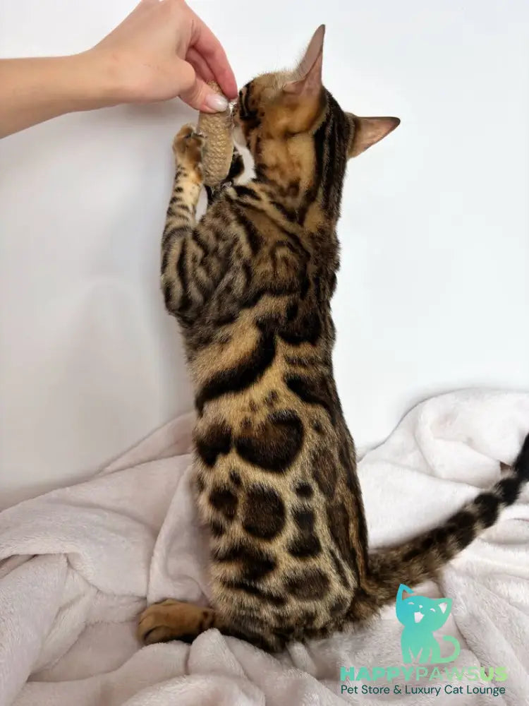 Lola Bengal female black spotted tabby - live animals