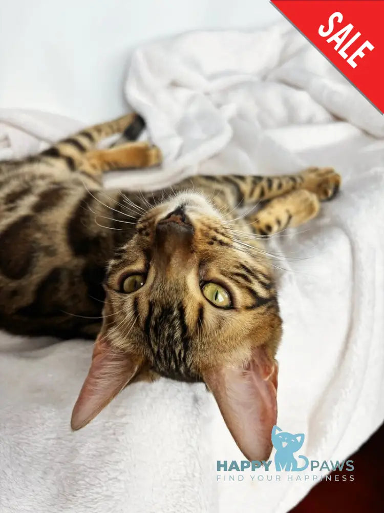 Lola Bengal female black spotted tabby - live animals