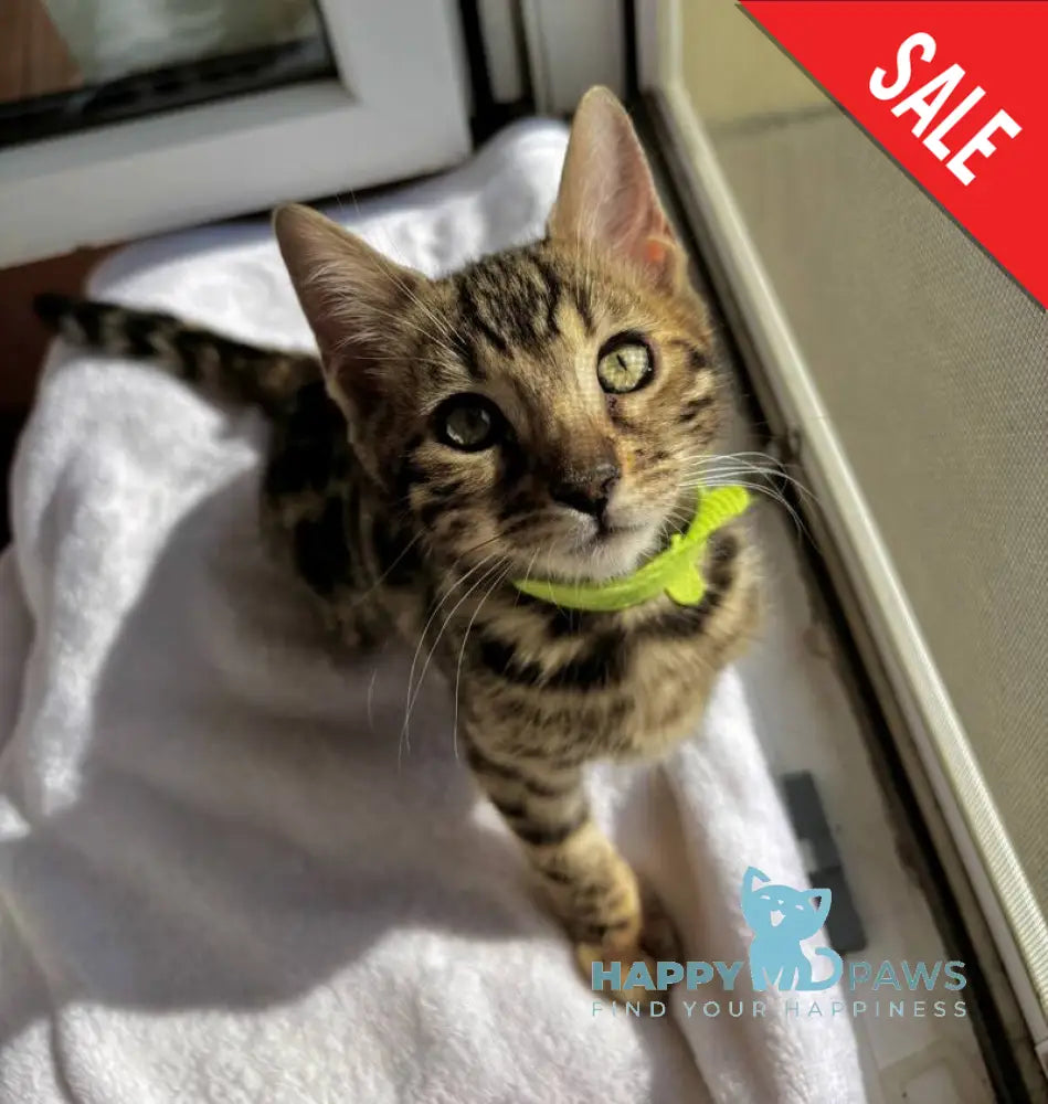 Lola Bengal female black spotted tabby - live animals