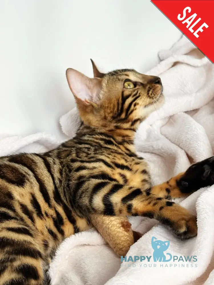 Lola Bengal female black spotted tabby - live animals