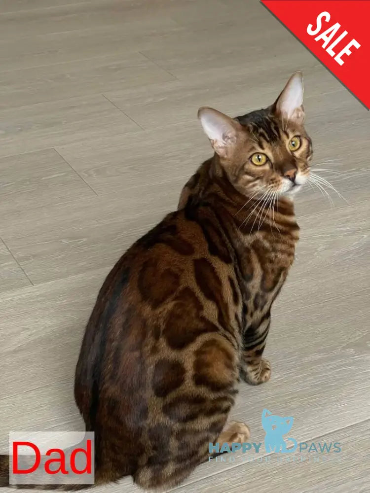 Lola Bengal female black spotted tabby - live animals