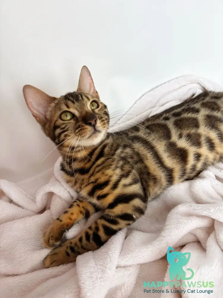 Lola Bengal female black spotted tabby - live animals