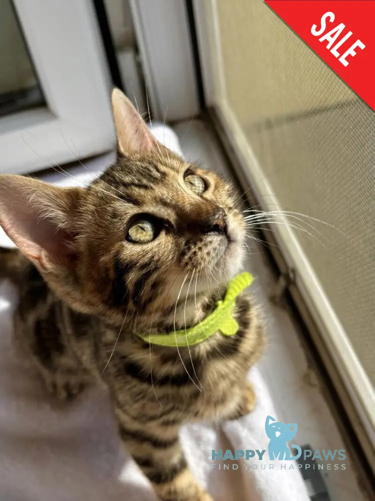 Lola Bengal female black spotted tabby - live animals