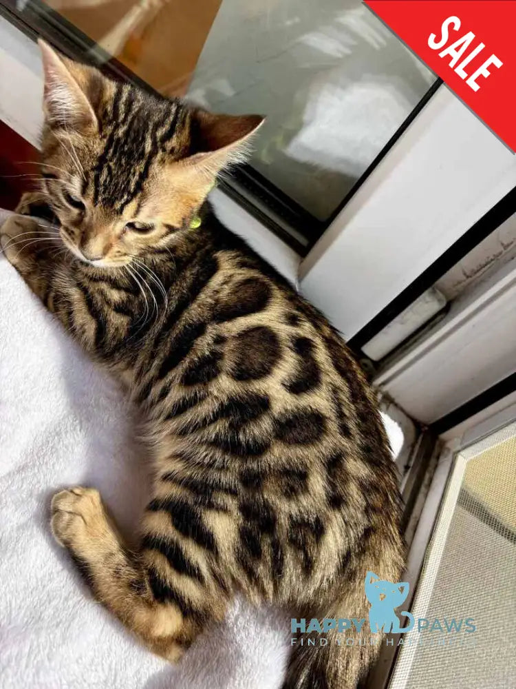 Lola Bengal female black spotted tabby - live animals