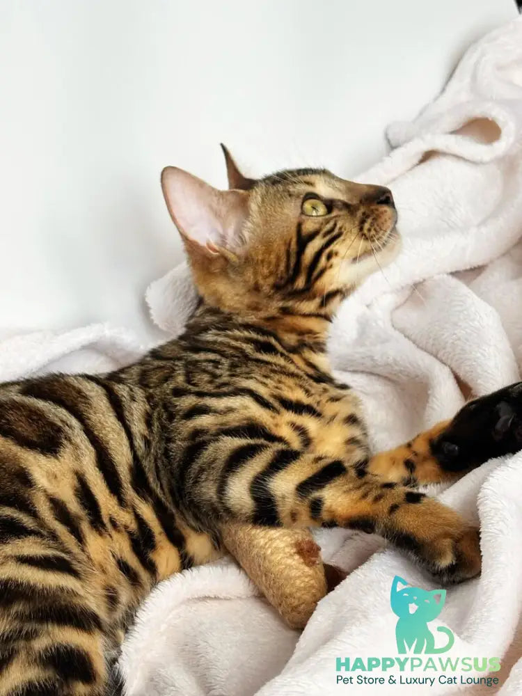 Lola Bengal female black spotted tabby - live animals