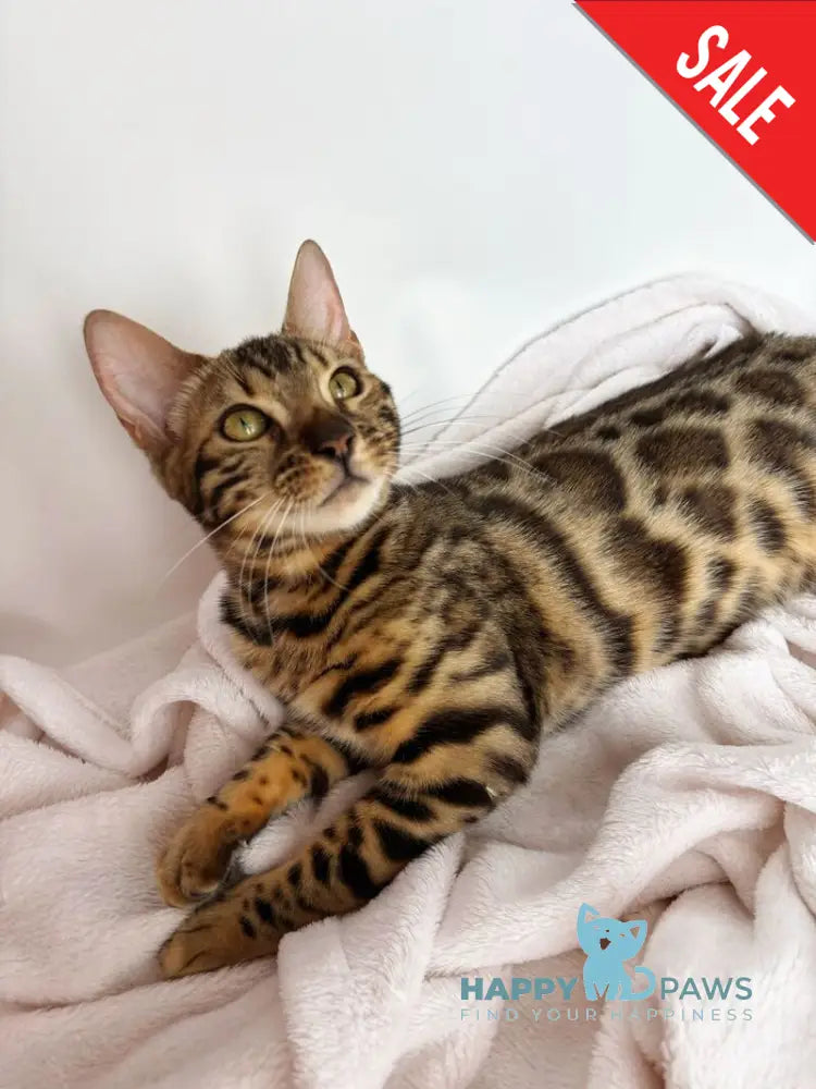 Lola Bengal female black spotted tabby - live animals