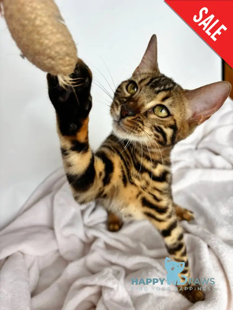 Lola Bengal female black spotted tabby - live animals