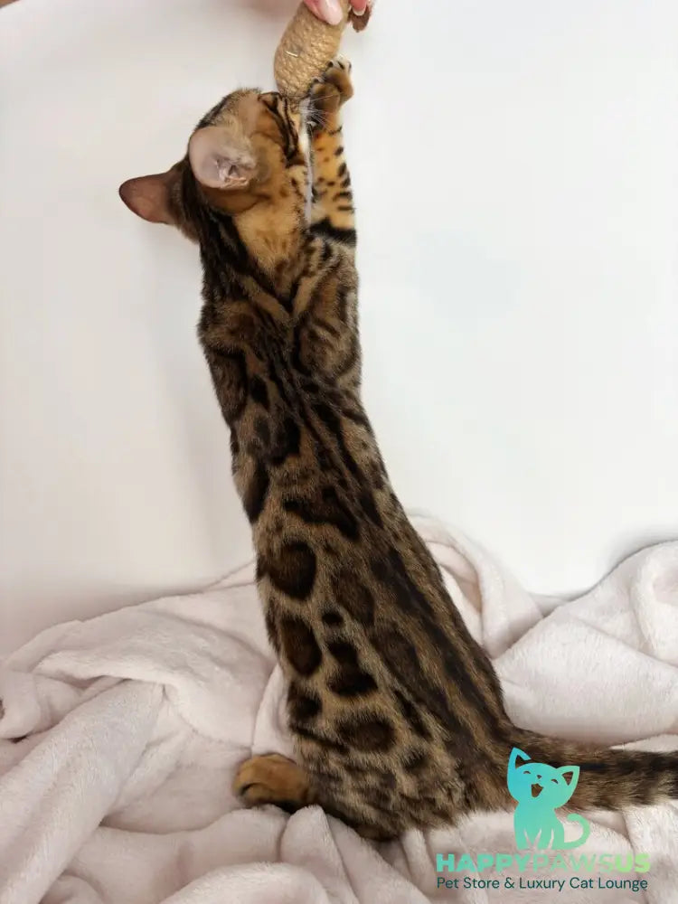 Lola Bengal female black spotted tabby - live animals