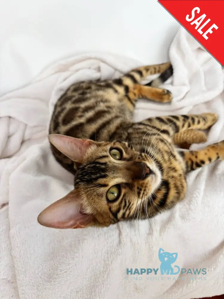 Lola Bengal female black spotted tabby - live animals
