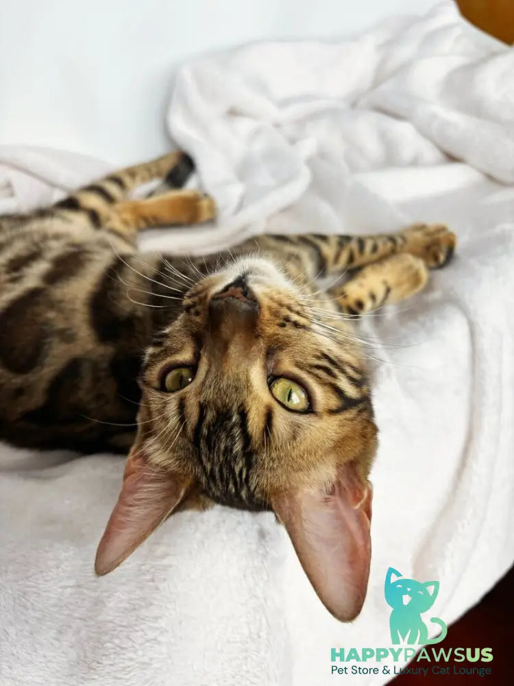 Lola Bengal female black spotted tabby - live animals