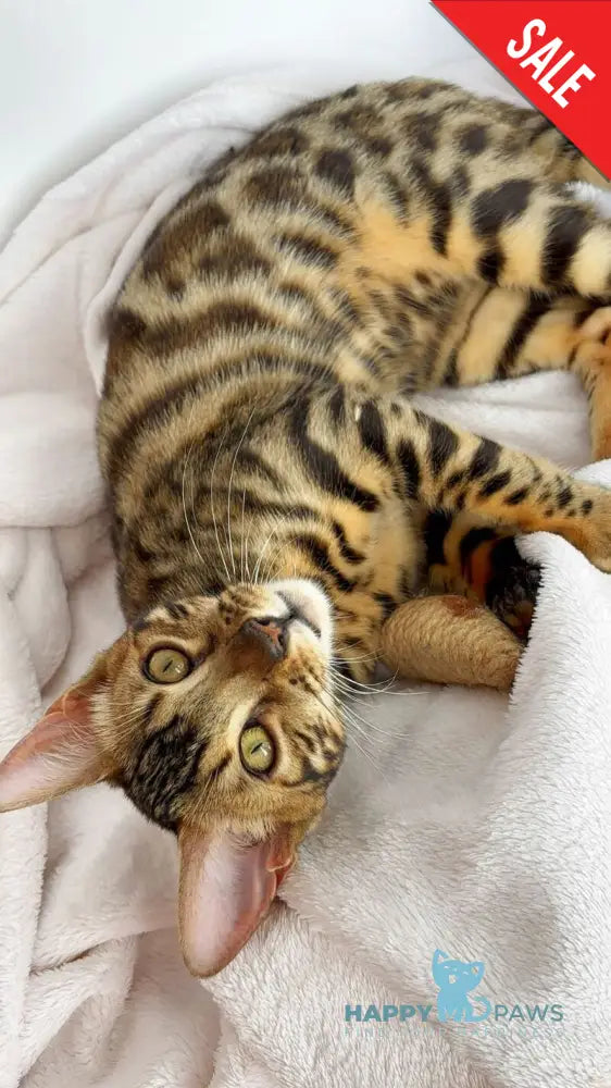 Lola Bengal female black spotted tabby - live animals