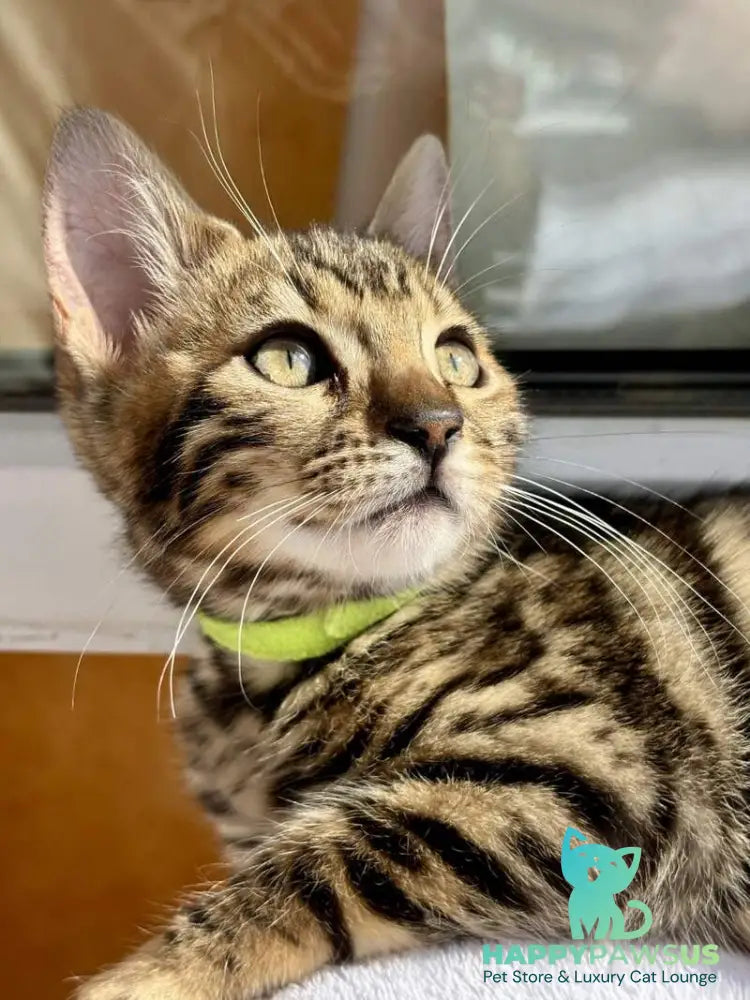 Lola Bengal female black spotted tabby - live animals