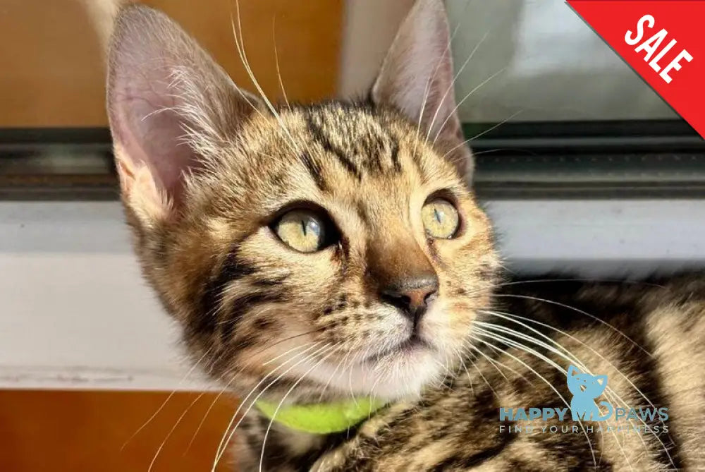 Lola Bengal female black spotted tabby - live animals