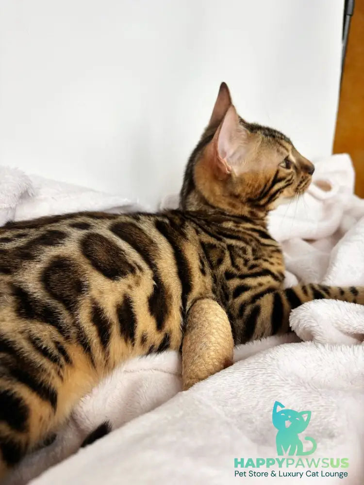 Lola Bengal female black spotted tabby - live animals